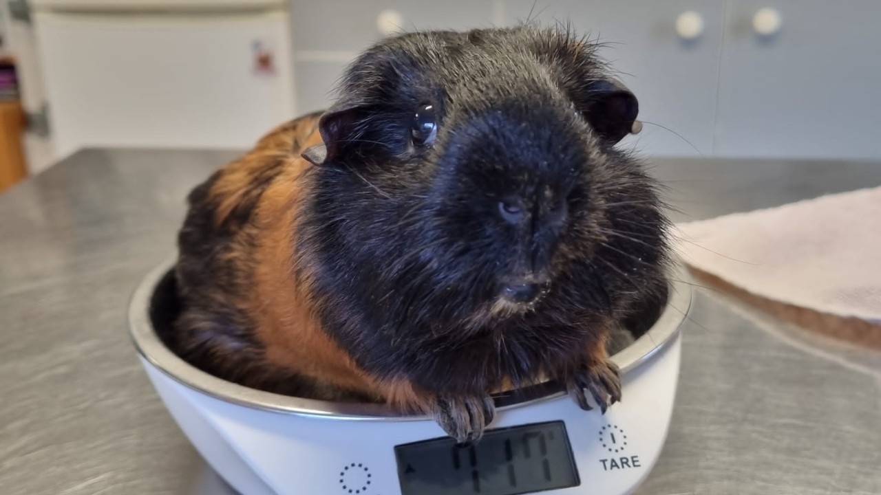 Cochon d'inde sur la balance